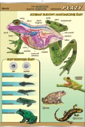 Płazy - budowa anatomiczna