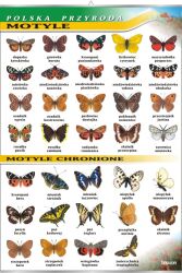 Motyle - polska przyroda