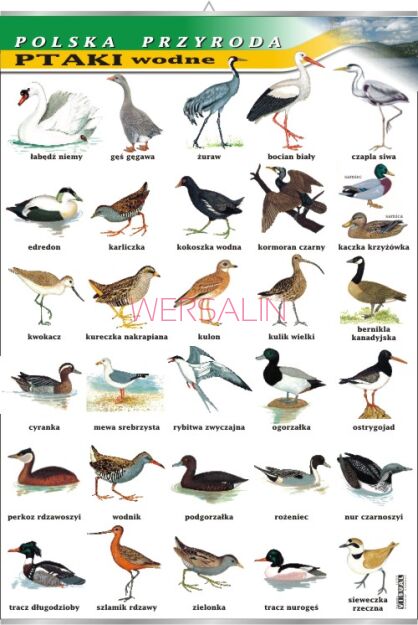Ptaki wodne - polska przyroda