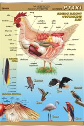 Ptaki - budowa anatomiczna