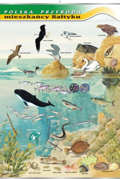 Mieszkańcy Bałtyku