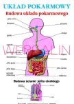 Anatomia i fizjologia człowieka zestaw 20 plansz - 6