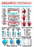 Zoologia, część II - Kręgowce - 2