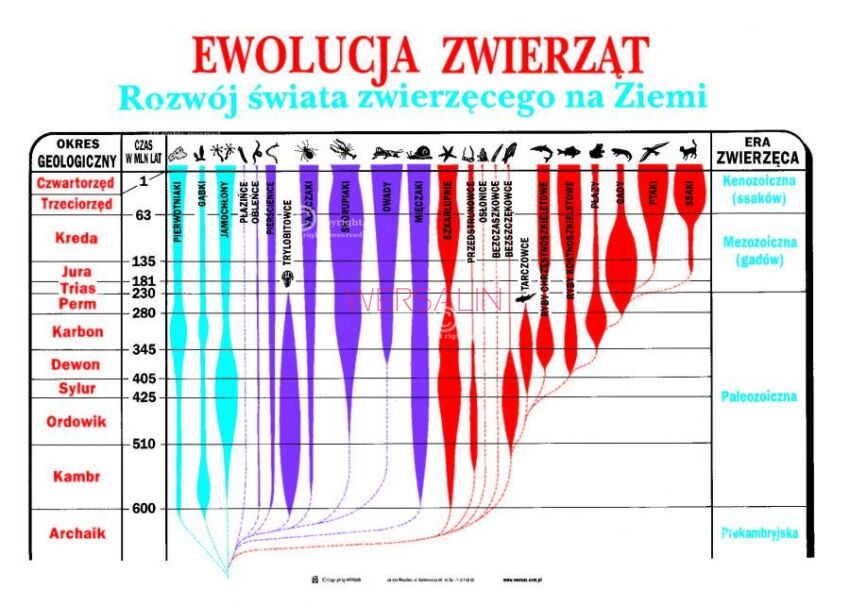 Zoologia, część II - Kręgowce