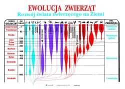 Zoologia, część II - Kręgowce