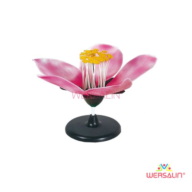 Model kwiatu brzoskwini