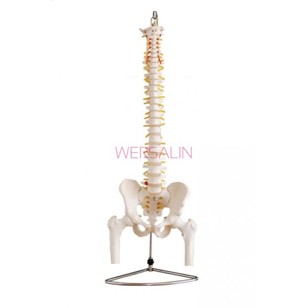 Kręgosłup z miednicą oraz kością udową MA 126A