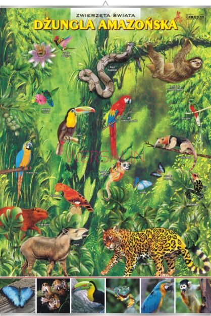 Dżungla amazońska