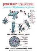 Zoologia, część I - Komórka, tkanki, bezkręgowce