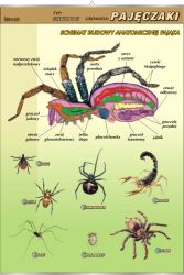 Pajęczaki - budowa anatomiczna