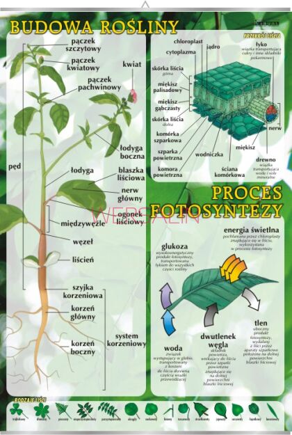 Budowa rośliny, proces fotosyntezy