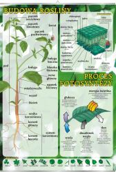 Budowa rośliny, proces fotosyntezy