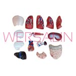 Tors człowieka MA-203 - 3