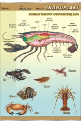 Skorupiaki - budowa anatomiczna