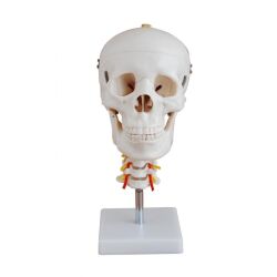 Czaszka z odcinkiem szyjnym kręgosłupa