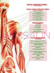 DUO Układ mięśniowy człowieka - 5