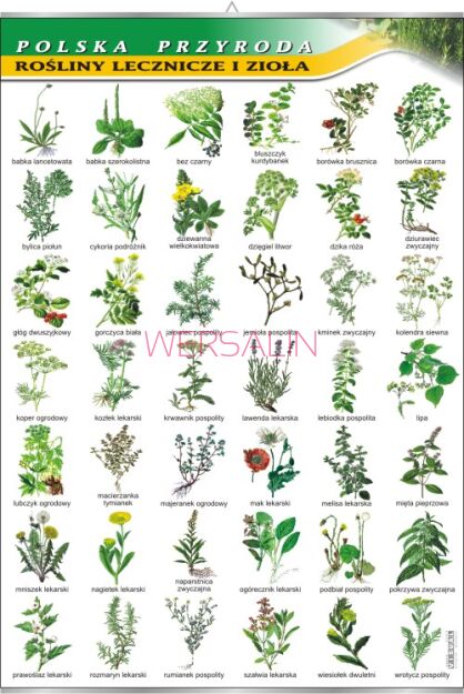 Rośliny lecznicze i zioła