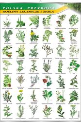 Rośliny lecznicze i zioła
