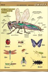 Owady - budowa anatomiczna