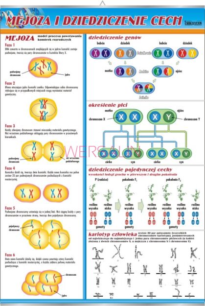 Mejoza i dziedziczenie cech