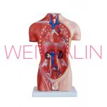 Męski tors MA-202A - 2