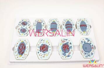 Pracownia biologiczna - czyli jak wyposażyć laboratorium szkolne